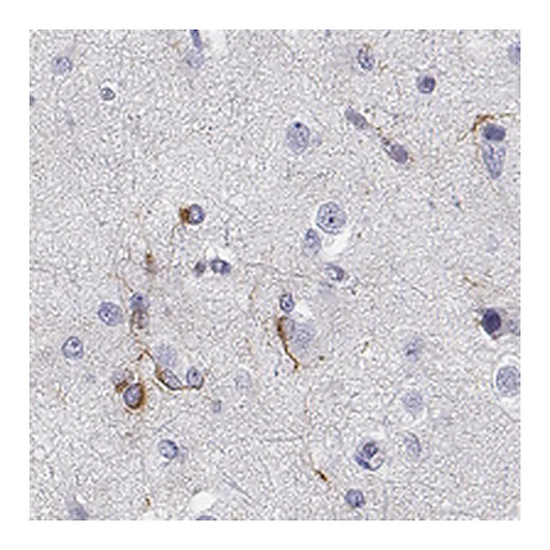 Atlas Antibodies Anti-MAP6D1 Antibody