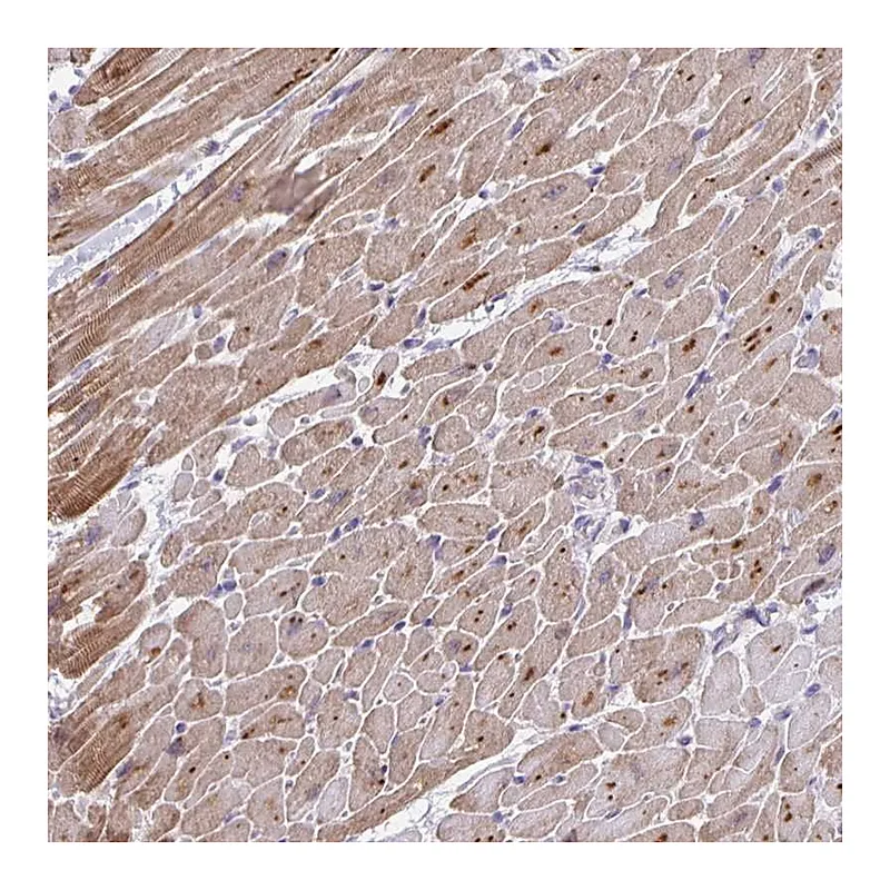Atlas Antibodies Anti-MAPK12 Antibody