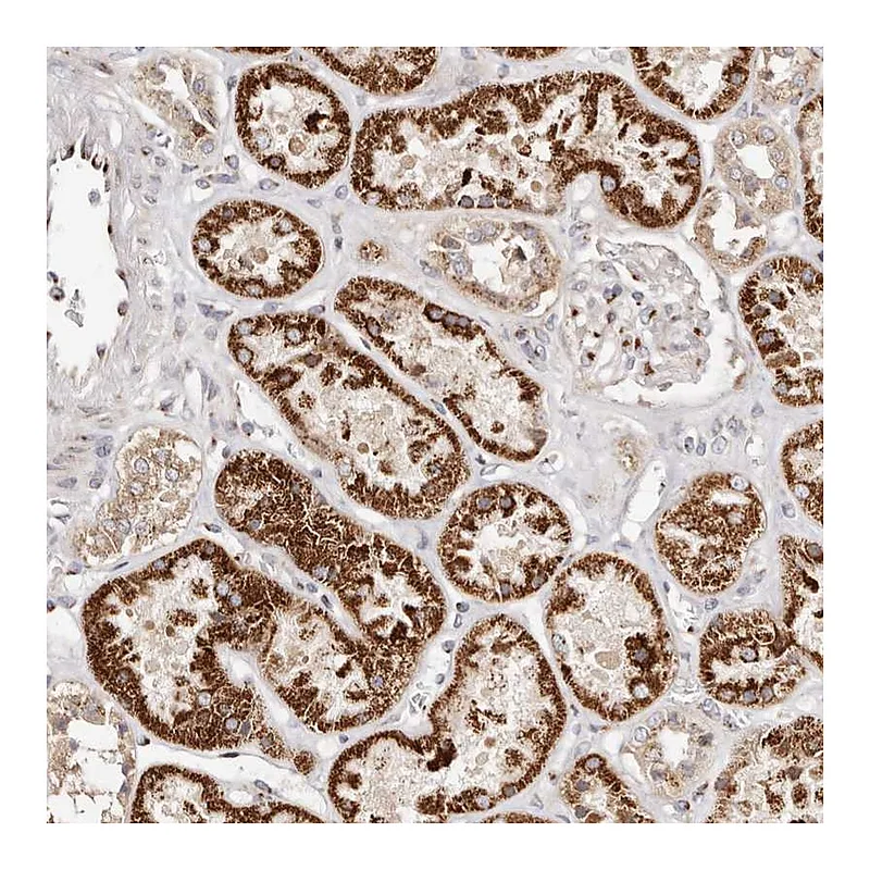 Atlas Antibodies Anti-MAPK6 Antibody
