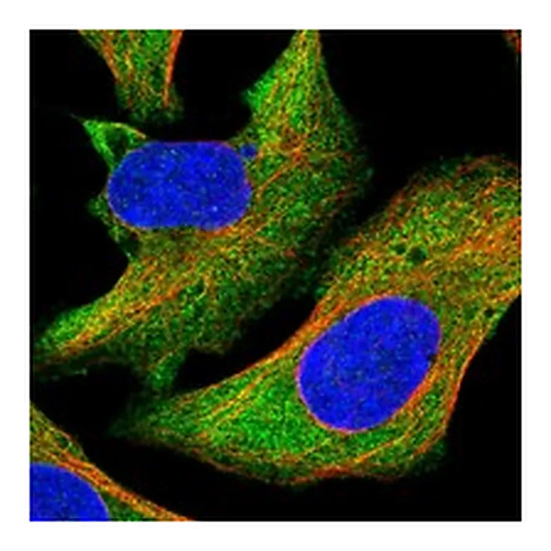 Atlas Antibodies Anti-MAPK6 Antibody