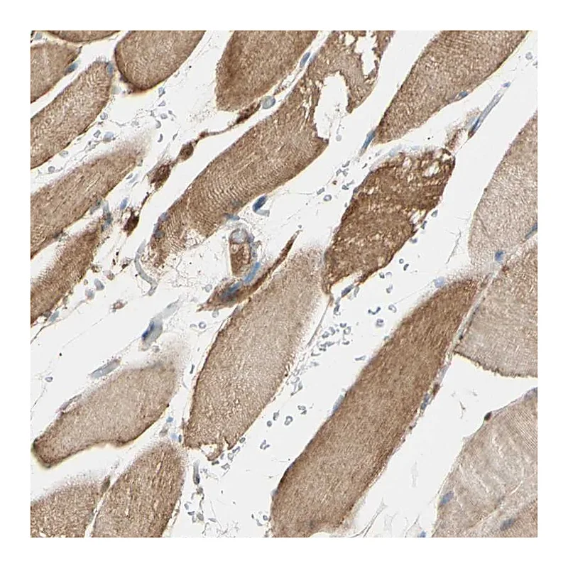 Atlas Antibodies Anti-MAPK3 Antibody