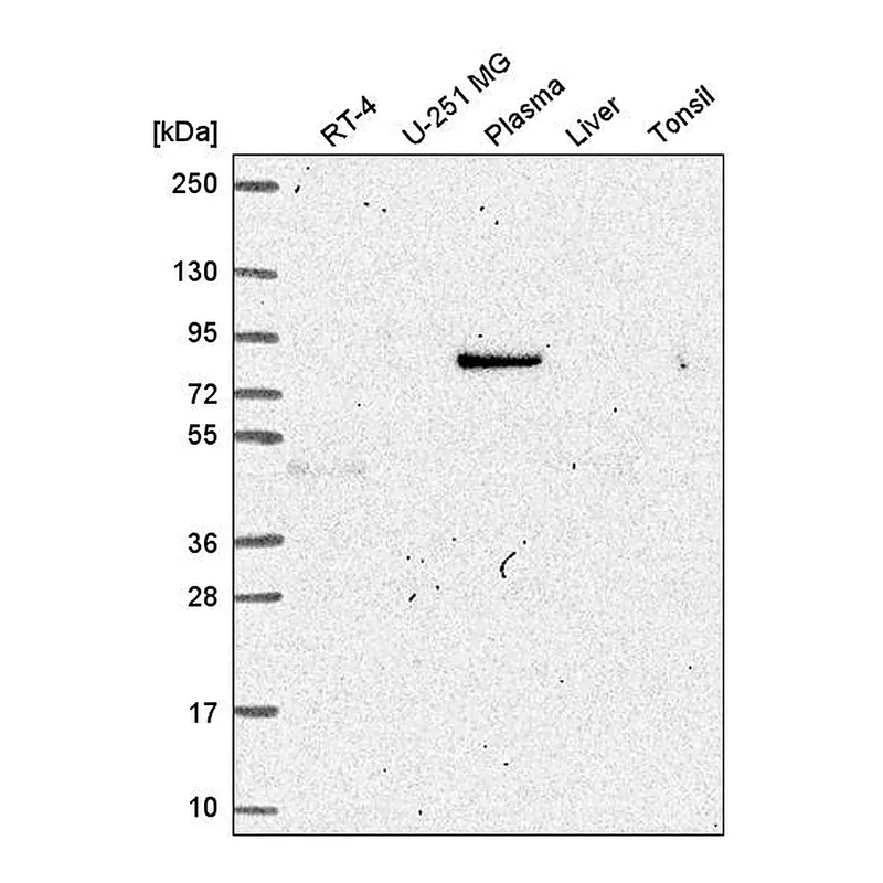 Atlas Antibodies Anti-MAPK8IP1 Antibody