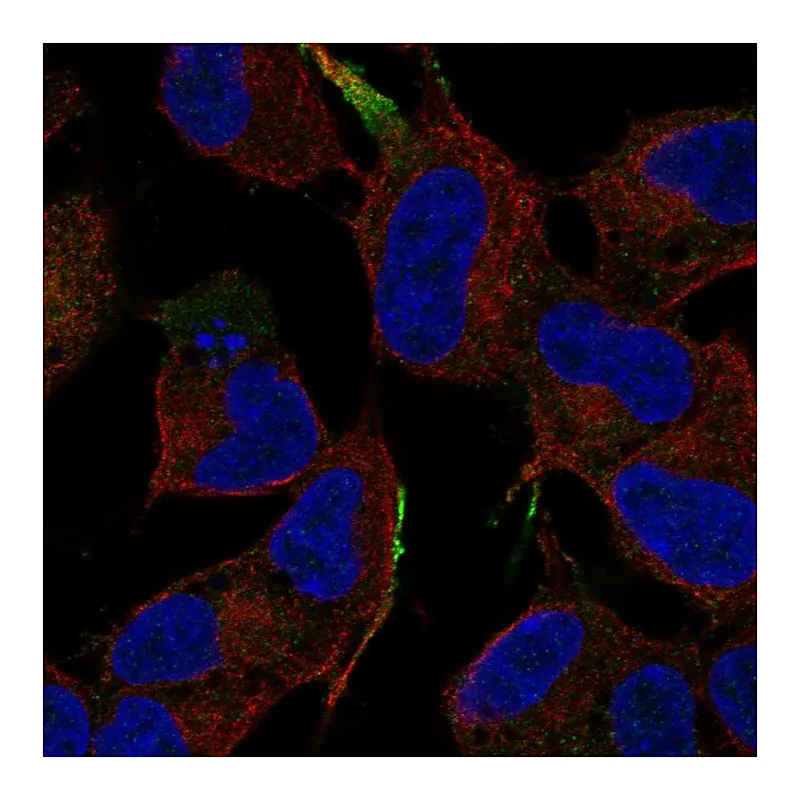 Atlas Antibodies Anti-MAPK8IP1 Antibody