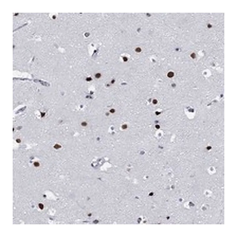 Atlas Antibodies Anti-MAPK8IP1 Antibody