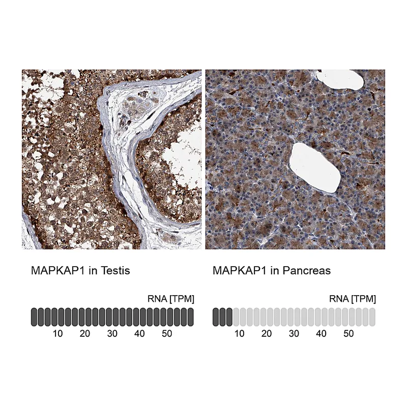 Atlas Antibodies Anti-MAPKAP1 Antibody