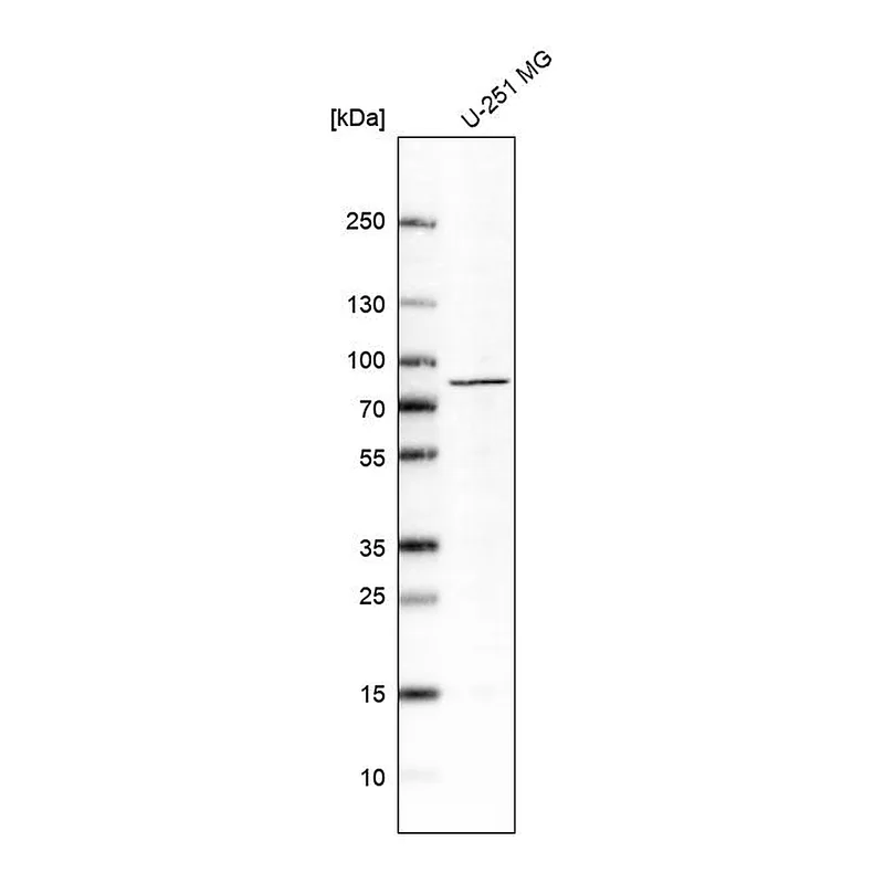 Atlas Antibodies Anti-MAPT Antibody