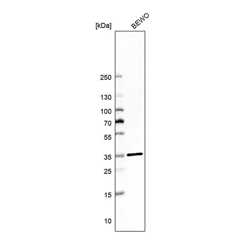Atlas Antibodies Anti-MARC1 Antibody