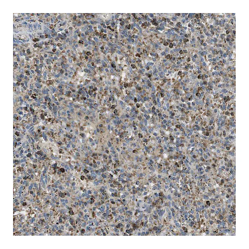 Atlas Antibodies Anti-MARCH1 Antibody
