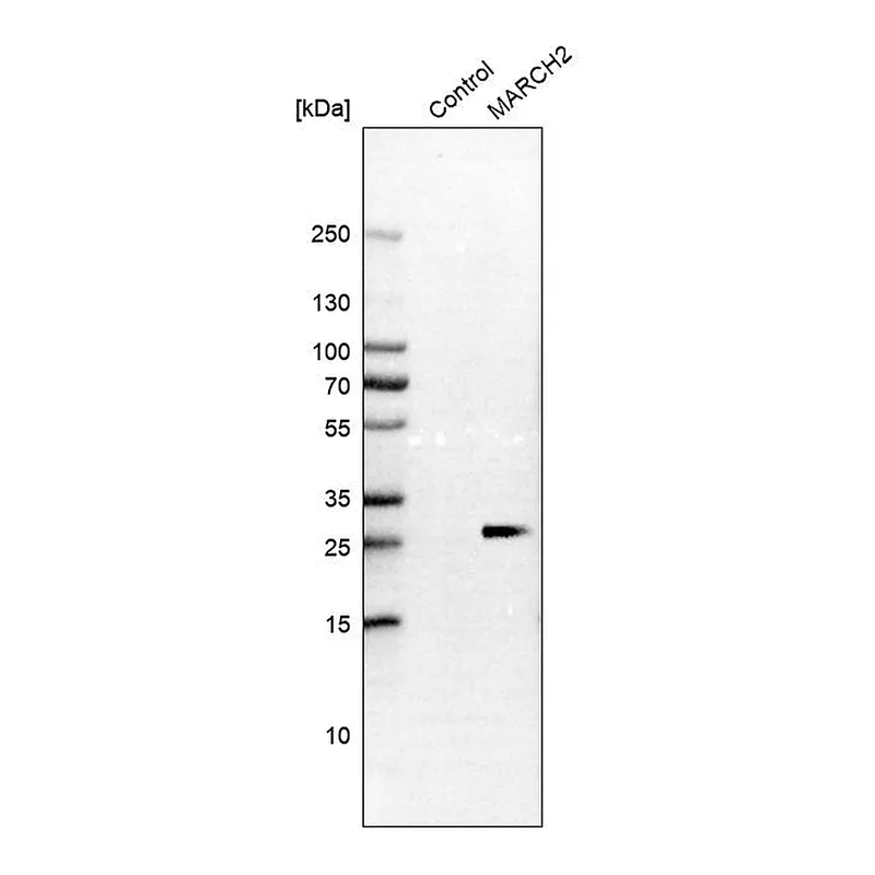 Atlas Antibodies Anti-MARCH2 Antibody