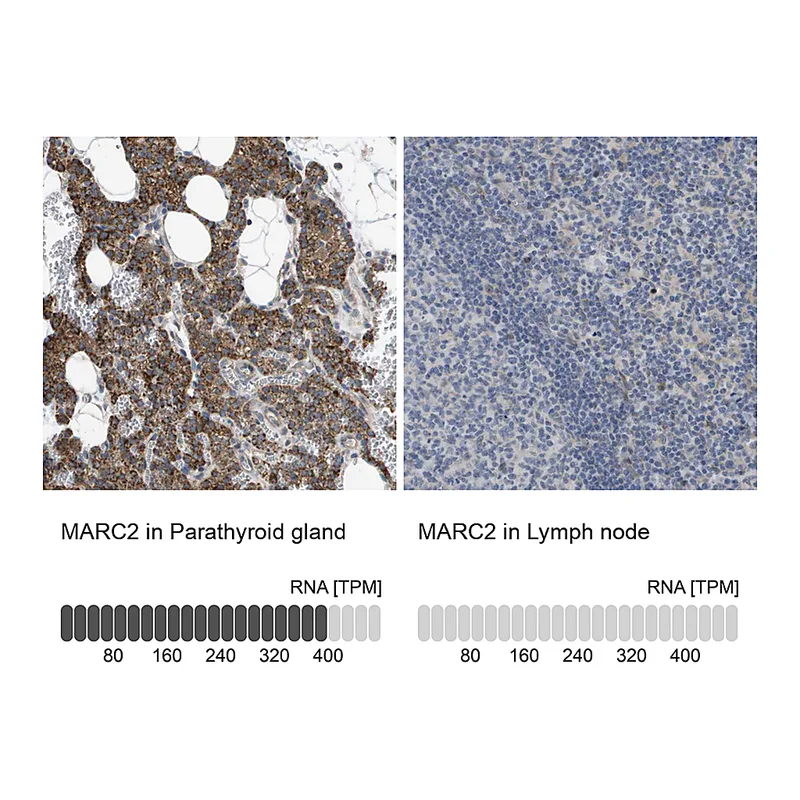 Atlas Antibodies Anti-MARC2 Antibody