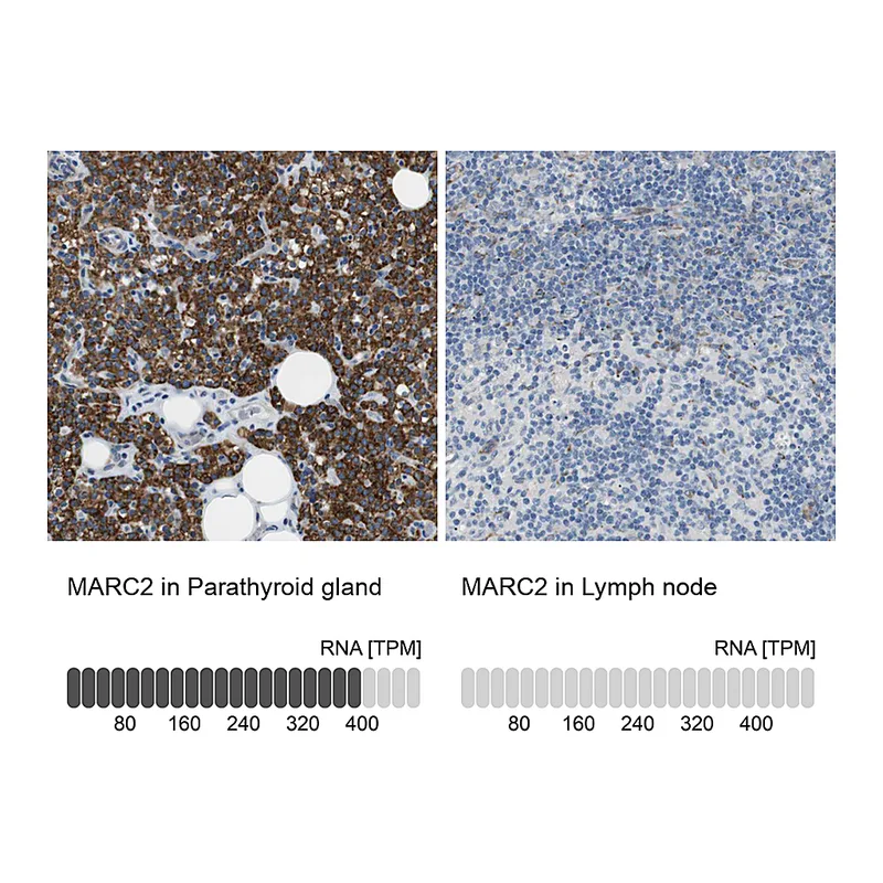 Atlas Antibodies Anti-MARC2 Antibody