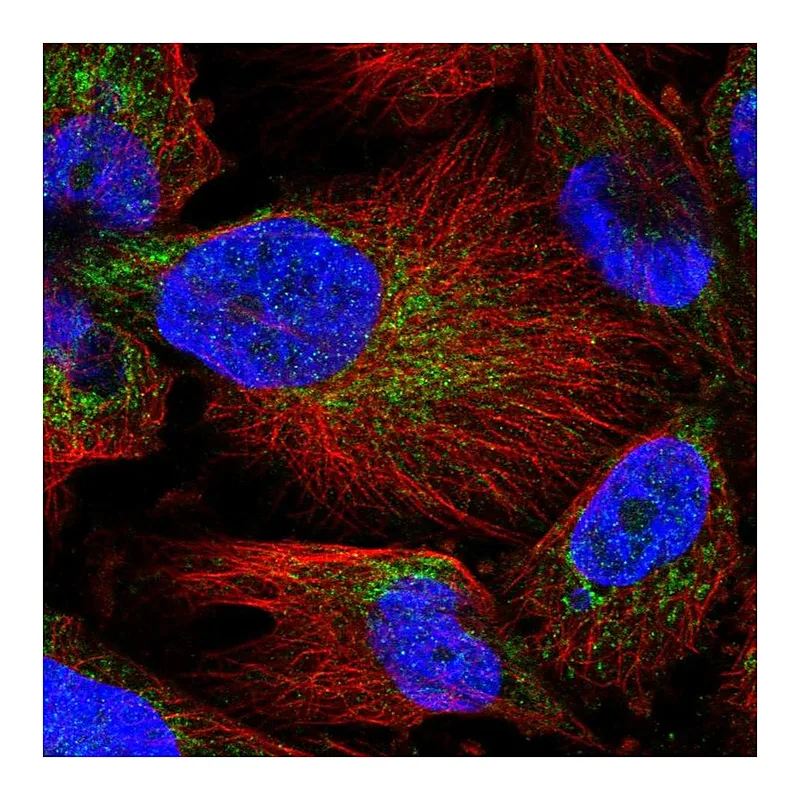 Atlas Antibodies Anti-MARCH5 Antibody