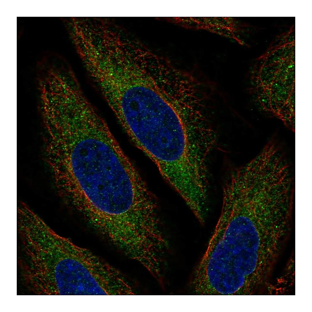 Atlas Antibodies Anti-MARCH6 Antibody