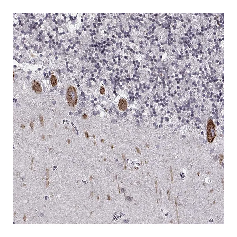 Atlas Antibodies Anti-MARCH4 Antibody