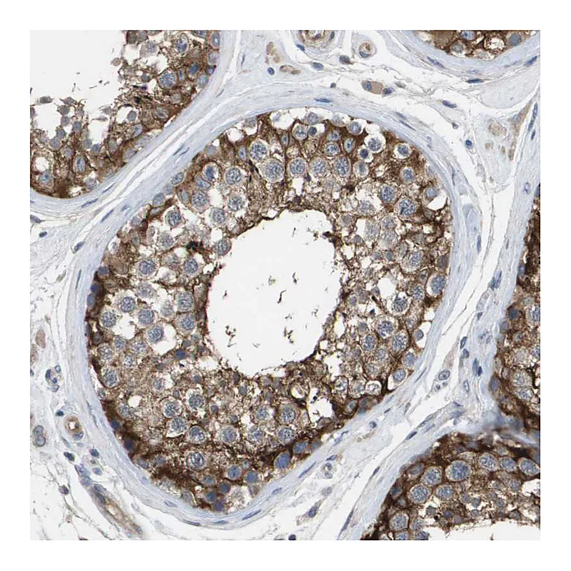 Atlas Antibodies Anti-MARCH8 Antibody
