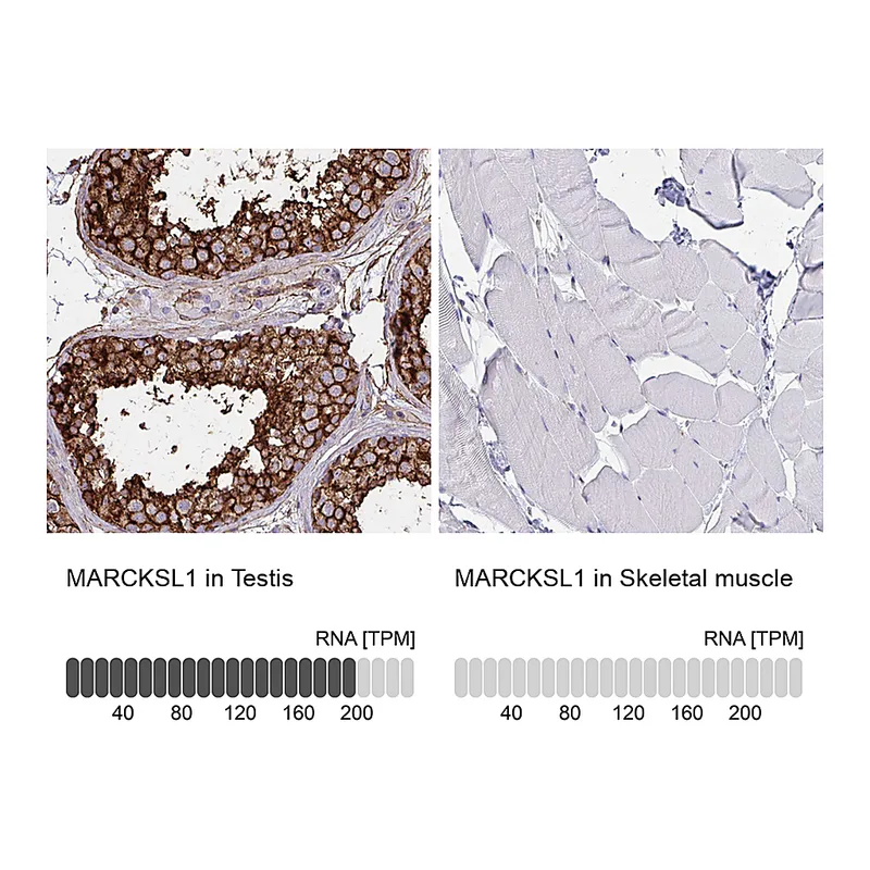Atlas Antibodies Anti-MARCKSL1 Antibody