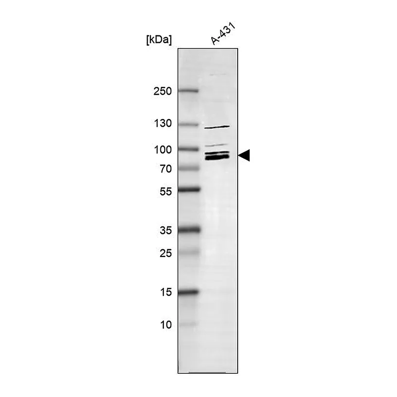 Atlas Antibodies Anti-MARK2 Antibody