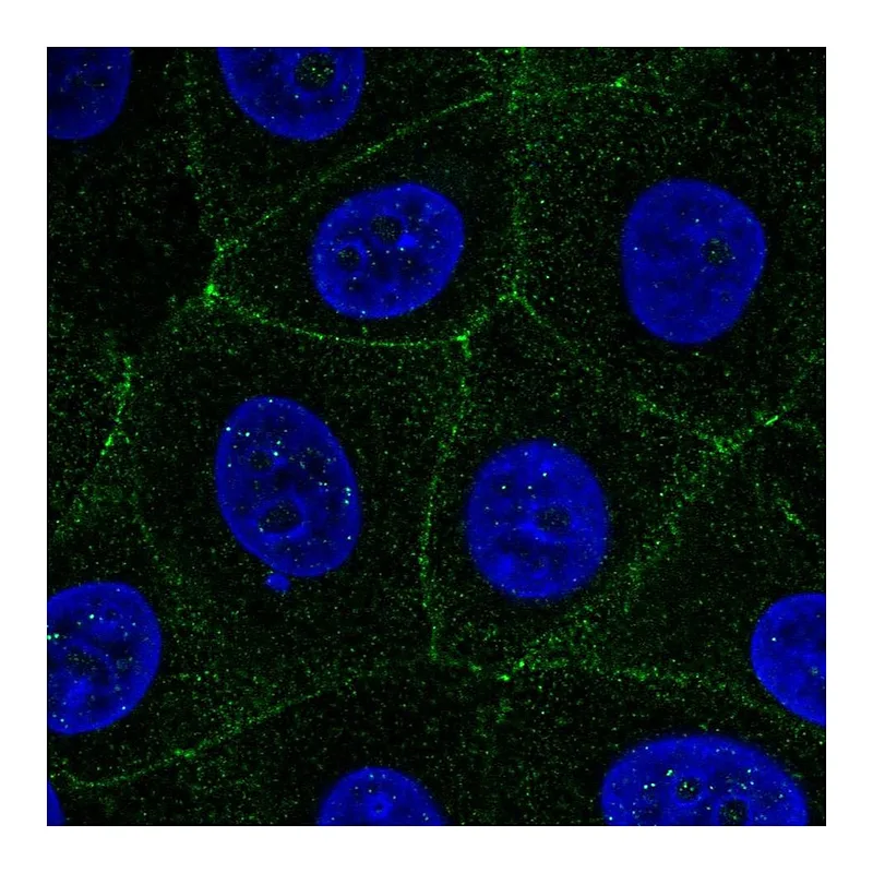 Atlas Antibodies Anti-MARVELD2 Antibody