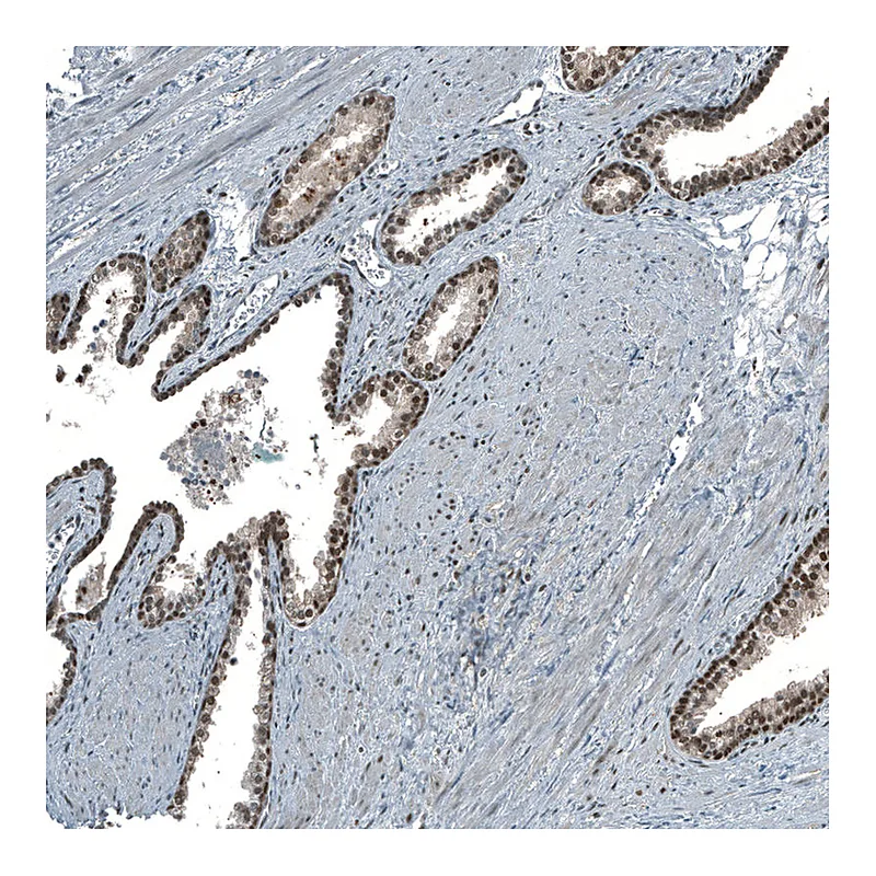 Atlas Antibodies Anti-MAT2A Antibody