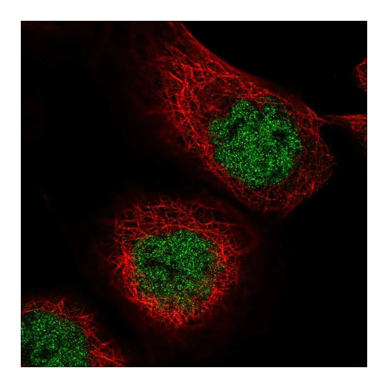 Atlas Antibodies Anti-MASTL Antibody