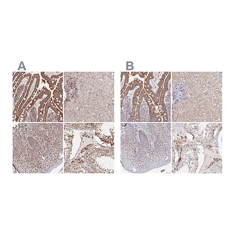 Atlas Antibodies Anti-MAVS Antibody