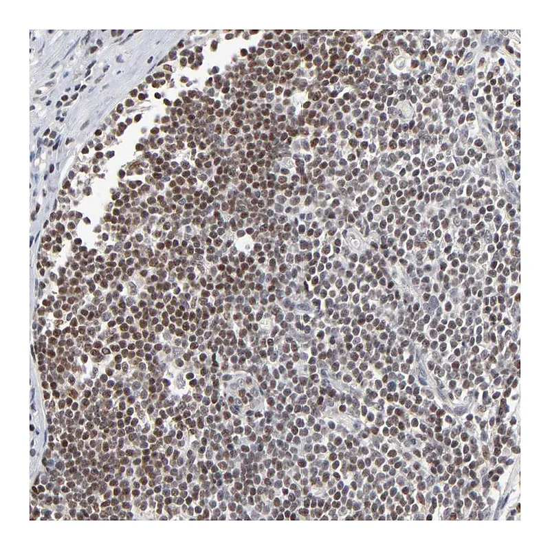Atlas Antibodies Anti-MAX Antibody