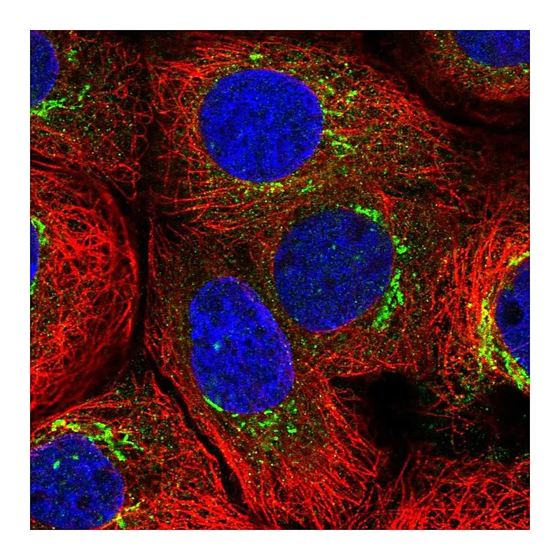 Atlas Antibodies Anti-MATN3 Antibody