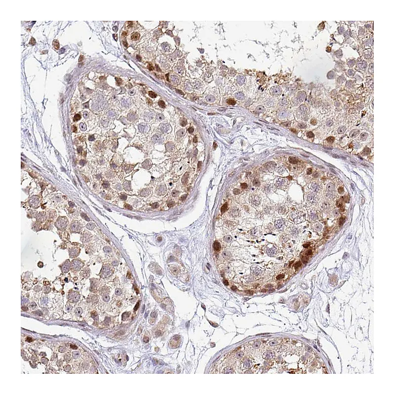 Atlas Antibodies Anti-MAZ Antibody