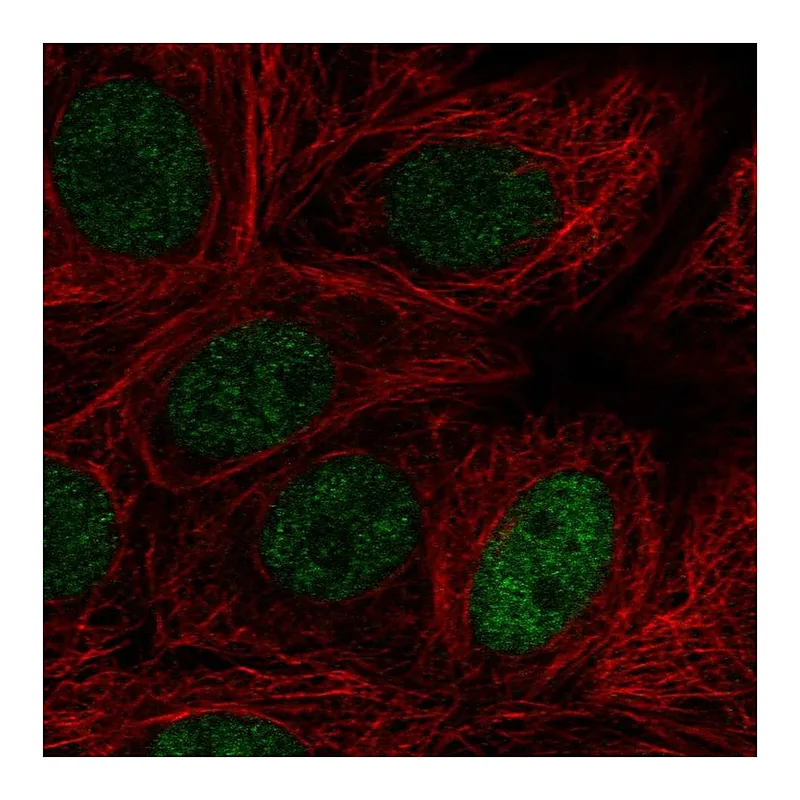 Atlas Antibodies Anti-MAZ Antibody