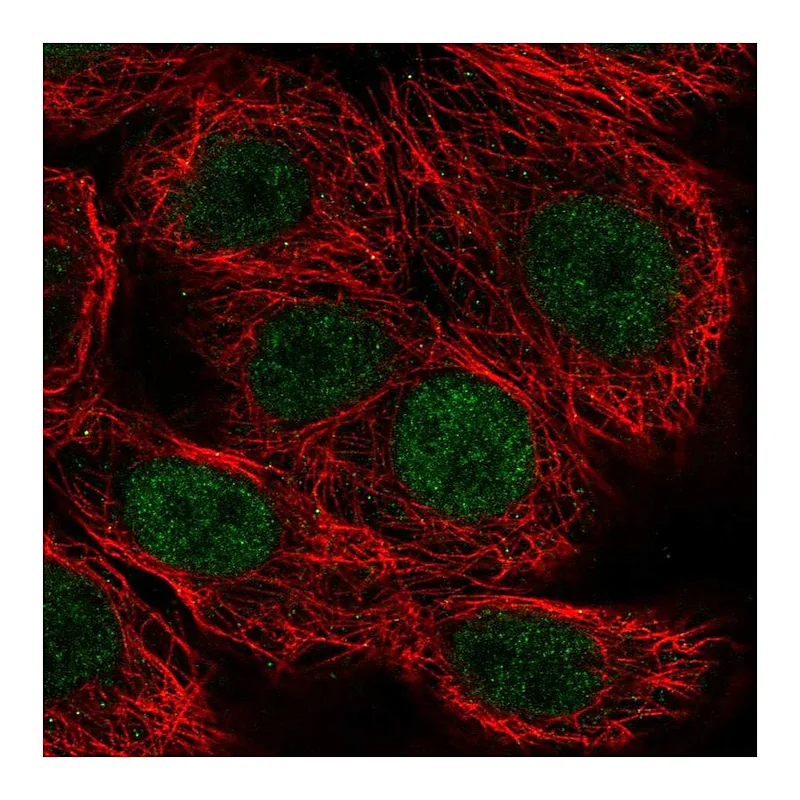 Atlas Antibodies Anti-MAZ Antibody