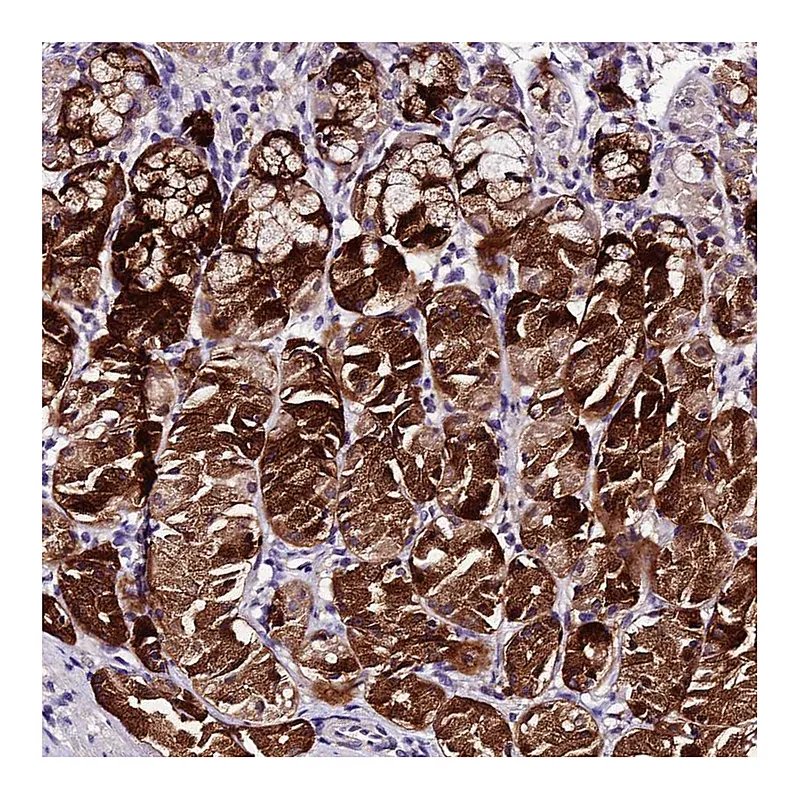 Atlas Antibodies Anti-MB21D2 Antibody