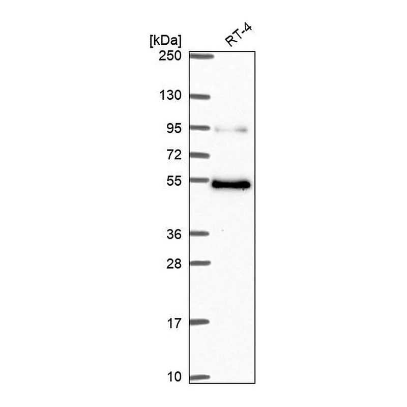 Atlas Antibodies Anti-MBD1 Antibody