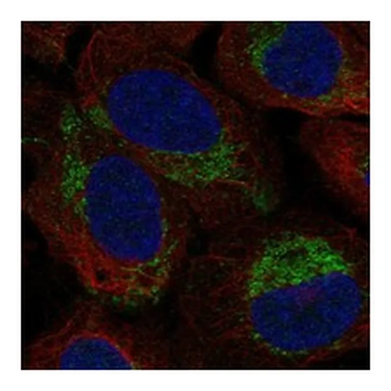 Atlas Antibodies Anti-MBD3L5 Antibody