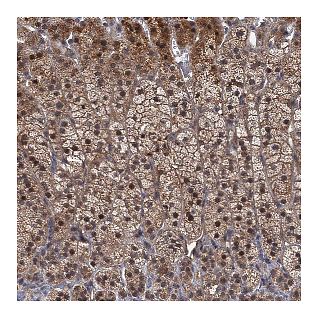 Atlas Antibodies Anti-MBD6 Antibody