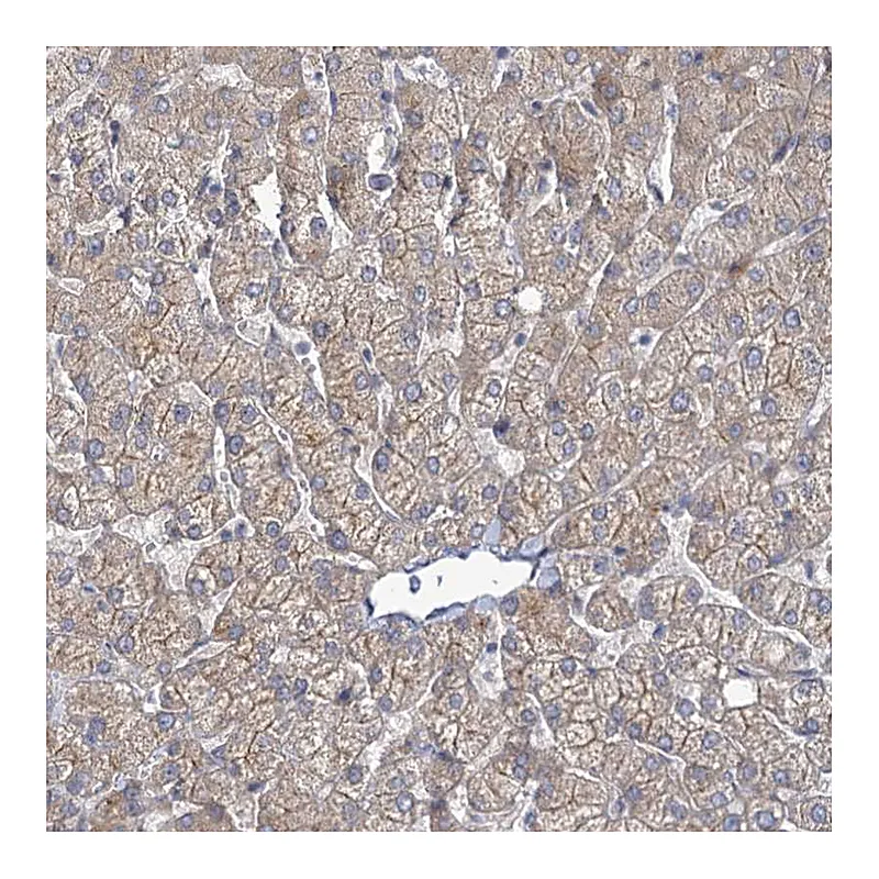 Atlas Antibodies Anti-MBLAC2 Antibody