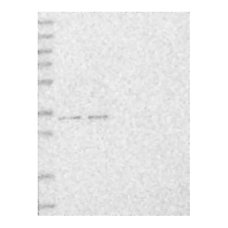 Atlas Antibodies Anti-MBLAC2 Antibody