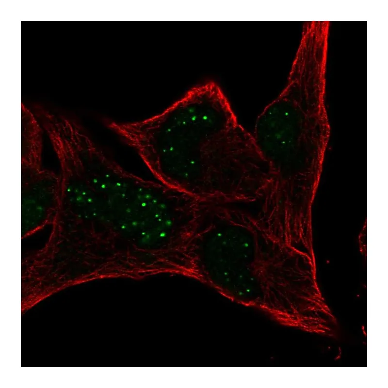 Atlas Antibodies Anti-MBLAC2 Antibody