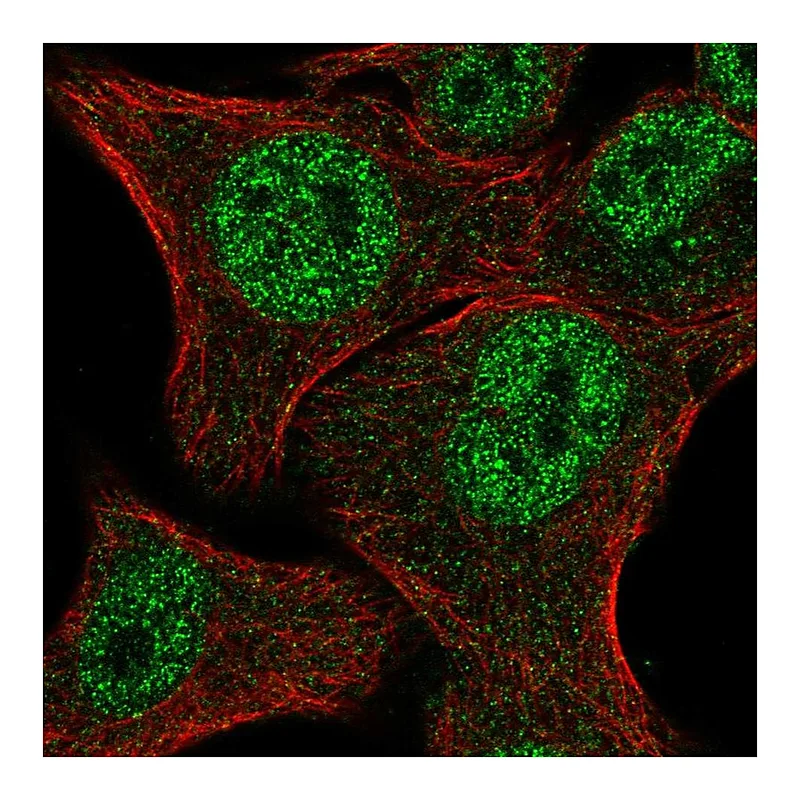 Atlas Antibodies Anti-MBNL2 Antibody