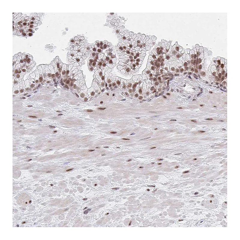 Atlas Antibodies Anti-MBNL1 Antibody