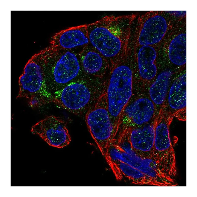 Atlas Antibodies Anti-MBOAT4 Antibody