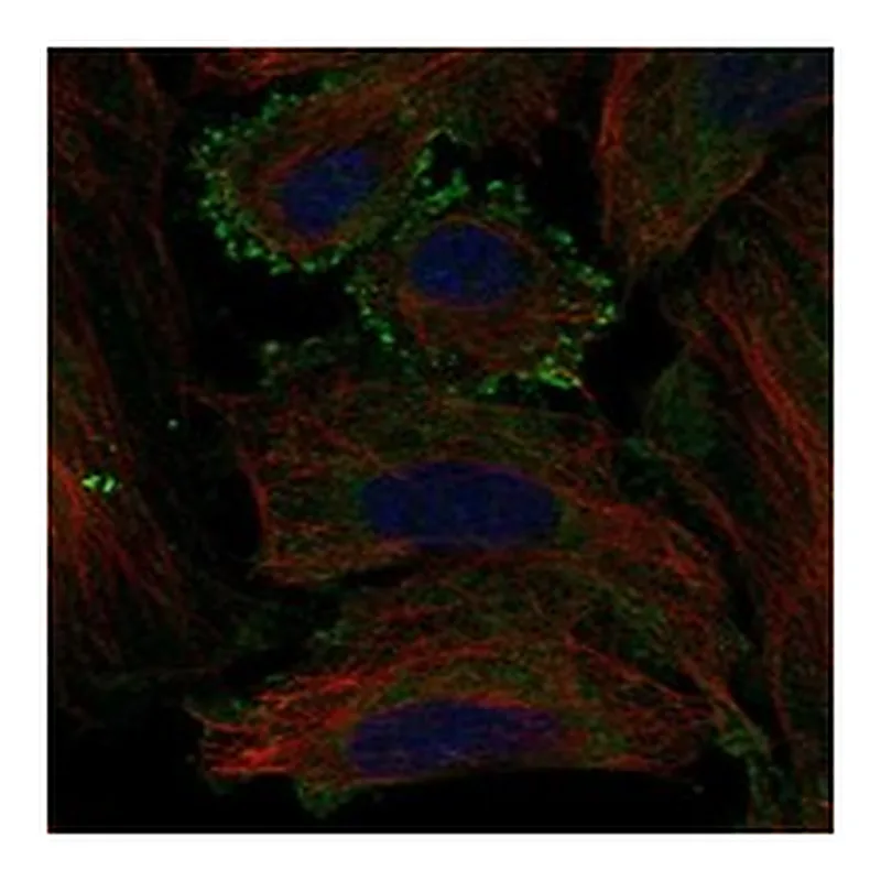 Atlas Antibodies Anti-MC5R Antibody
