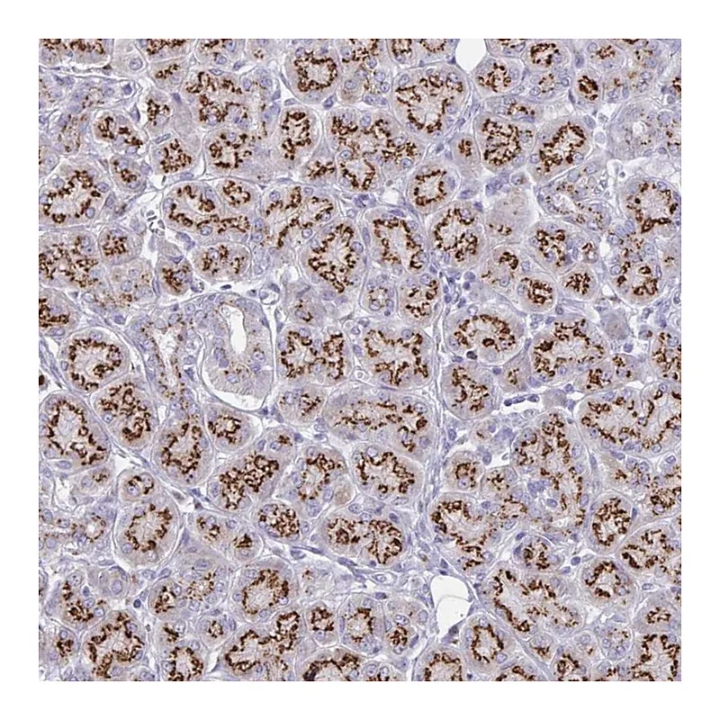 Atlas Antibodies Anti-MCFD2 Antibody