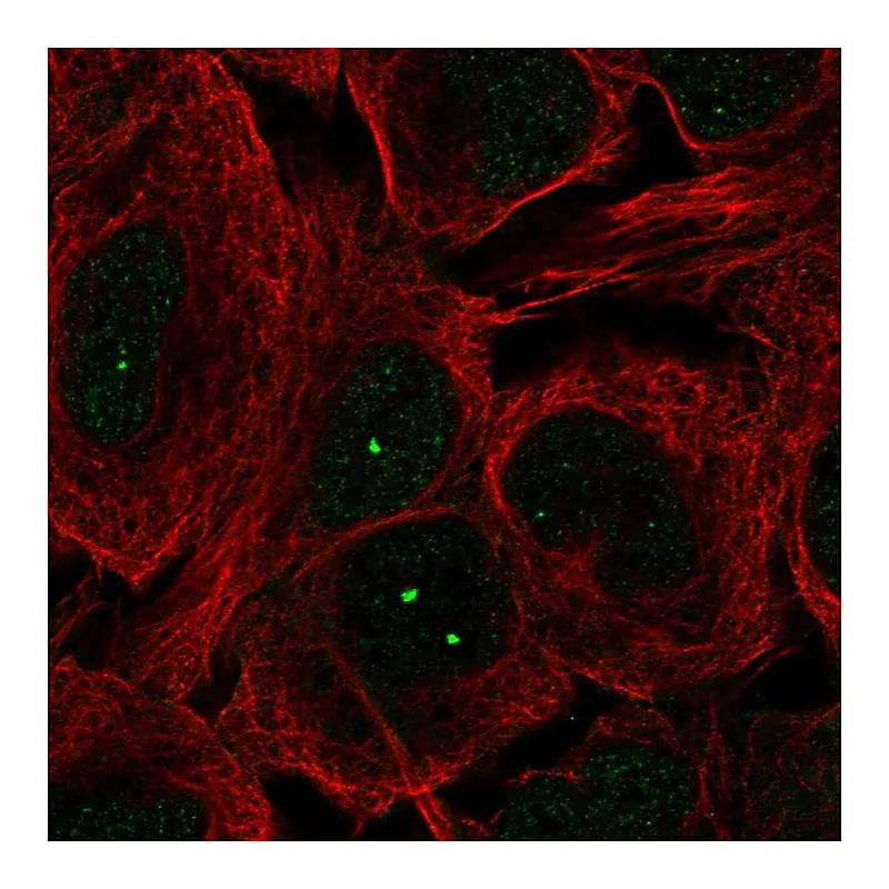 Atlas Antibodies Anti-MCIDAS Antibody