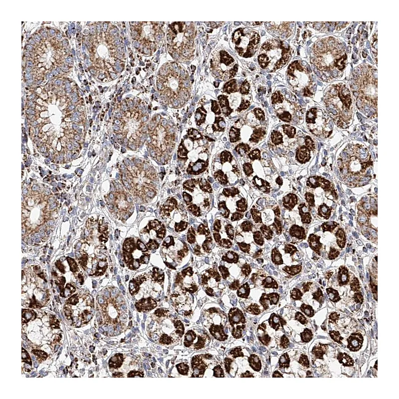 Atlas Antibodies Anti-MCL1 Antibody