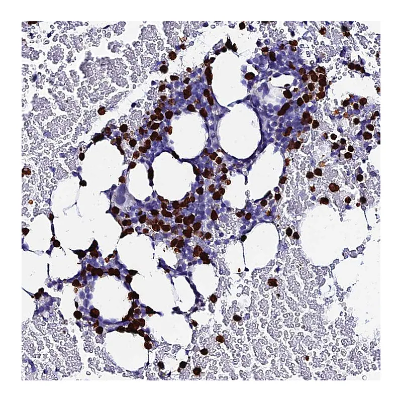 Atlas Antibodies Anti-MCM10 Antibody