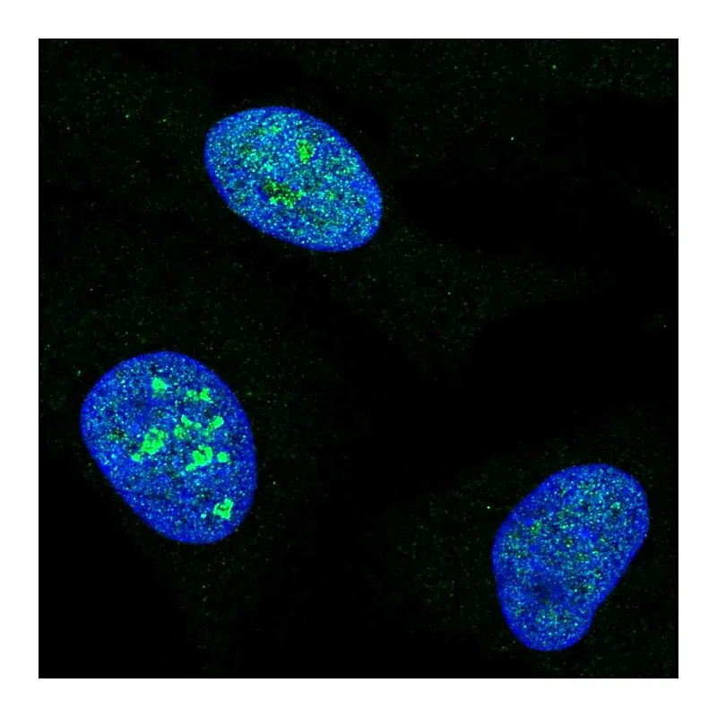 Atlas Antibodies Anti-MCM10 Antibody