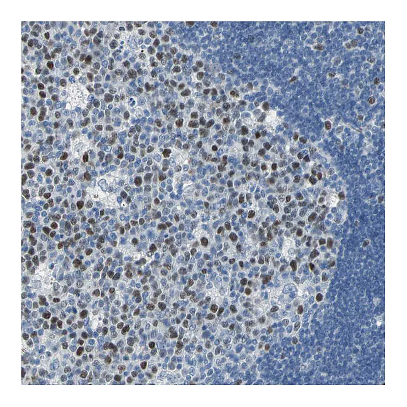 Atlas Antibodies Anti-MCM3 Antibody
