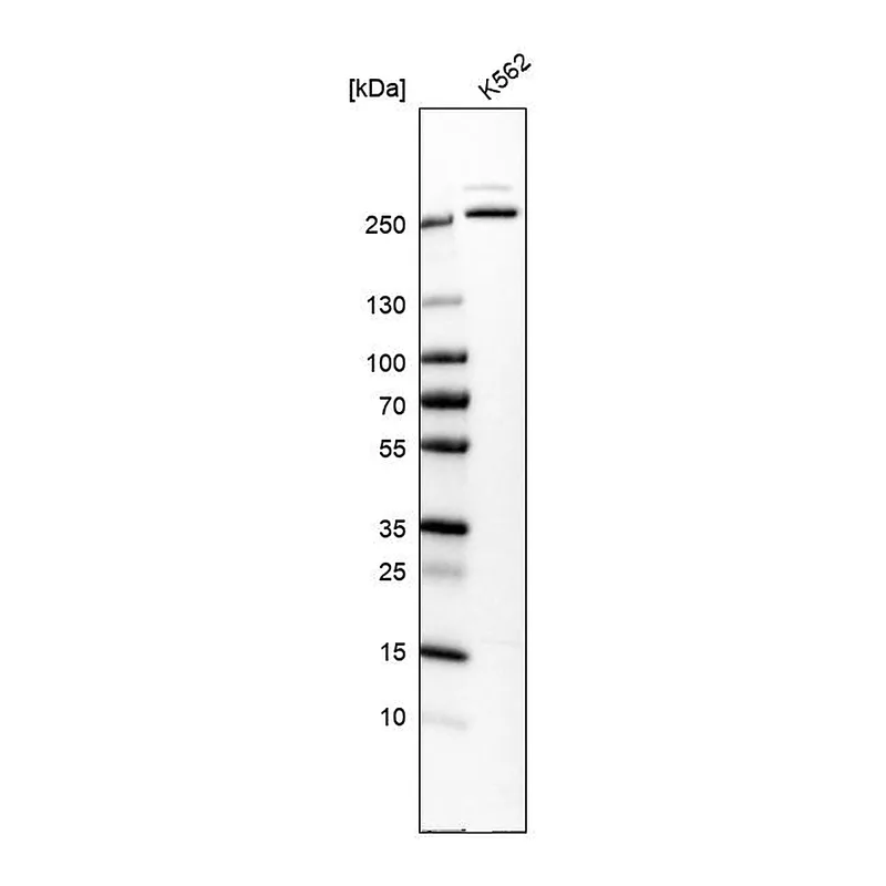 Atlas Antibodies Anti-MCM3AP Antibody