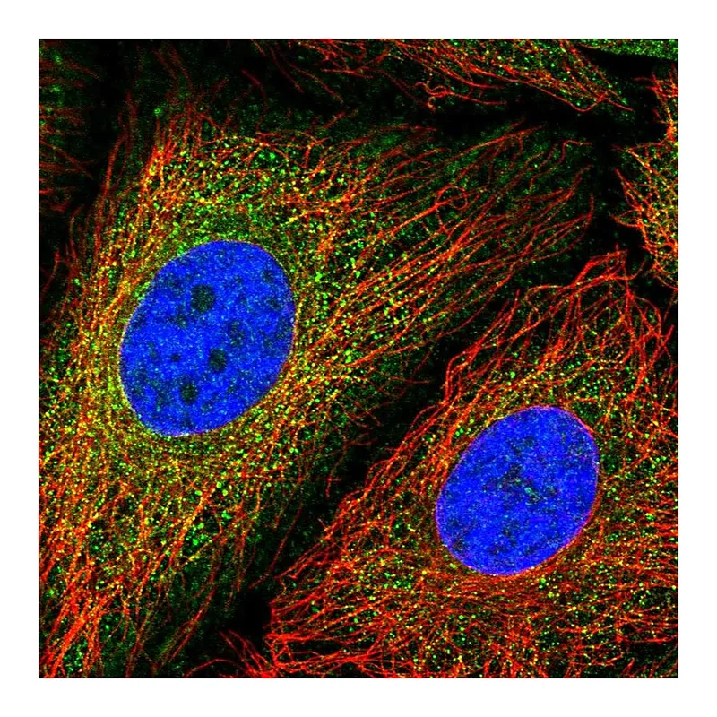 Atlas Antibodies Anti-MCM3AP Antibody