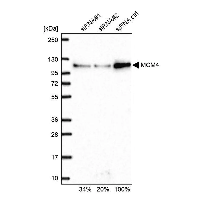 Atlas Antibodies Anti-MCM4 Antibody